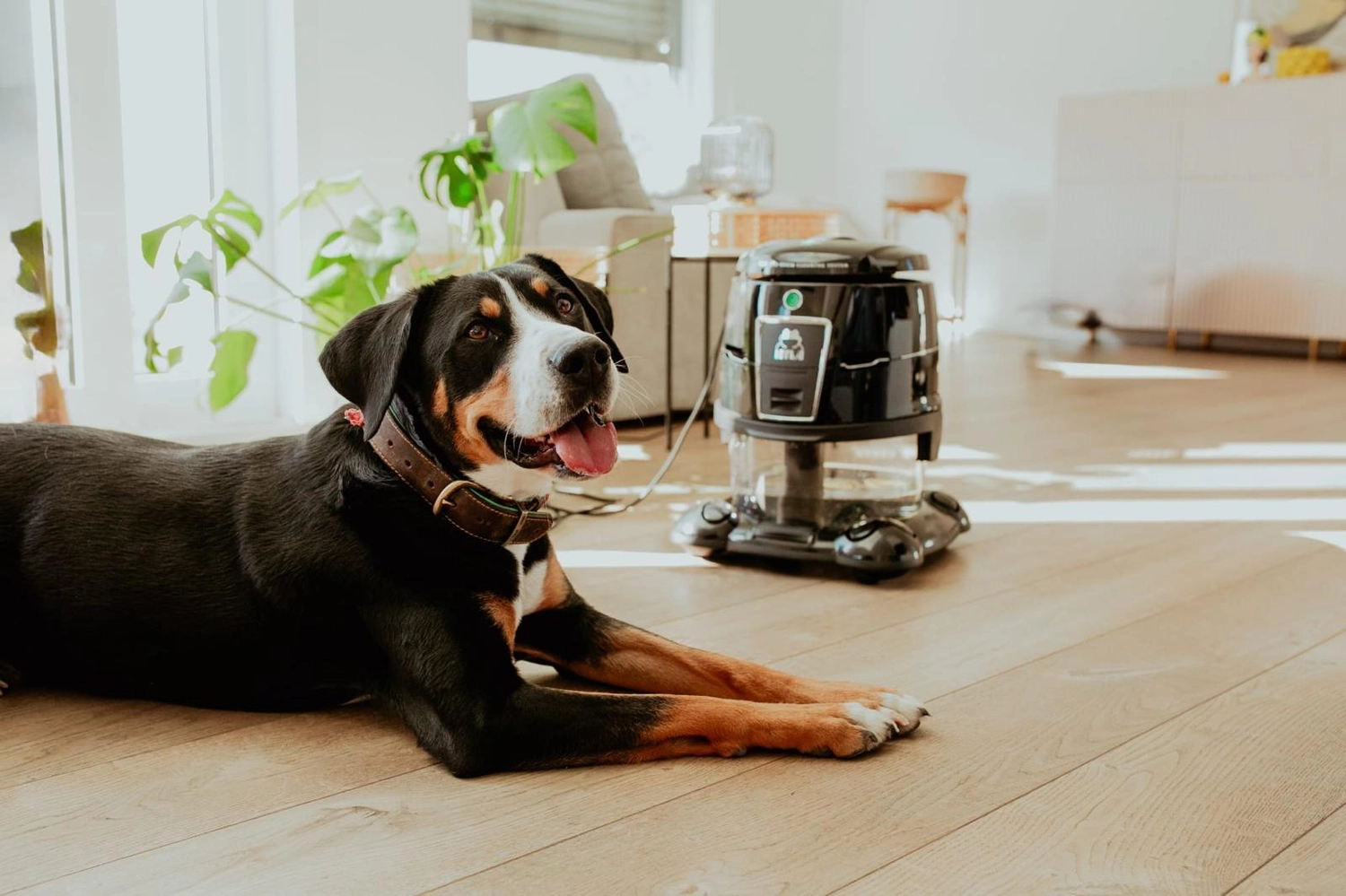 Bosch Hyla - Hyla Staubsauger -Hund und Staubsauger
